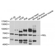 Western blot analysis of extracts of various cell lines, using REL antibody (abx001095) at 1/1000 dilution.