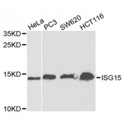 Western blot analysis of extracts of various cell lines, using ISG15 antibody (abx001096) at 1/1000 dilution.