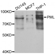 Western blot analysis of extracts of various cell lines, using PML antibody (abx001098) at 1/1000 dilution.