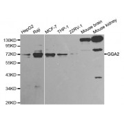 Western blot analysis of extracts of various cell lines, using GGA2 antibody (abx001100) at 1/1000 dilution.