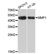 Western blot analysis of extracts of various cell lines, using MMP1 antibody (abx001105) at 1/1000 dilution.