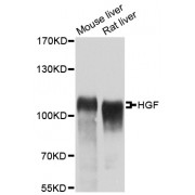 Western blot analysis of extracts of various cell lines, using HGF antibody (abx001106) at 1:400 dilution.