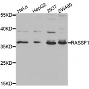 Western blot analysis of extracts of various cell lines, using RASSF1 antibody (abx001115) at 1/1000 dilution.