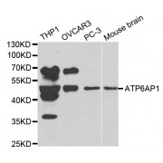 Western blot analysis of extracts of various cell lines, using ATP6AP1 antibody (abx001121) at 1/1000 dilution.