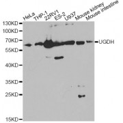 Western blot analysis of extracts of various cell lines, using µgDH Antibody (abx001122) at 1/1000 dilution.