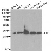 Western blot analysis of extracts of various cell lines, using ECI1 antibody (abx001123) at 1/1000 dilution.