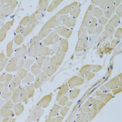 Carbonic Anhydrase 3 (CA3) Antibody