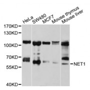 Western blot analysis of extracts of various cell lines, using NET1 antibody (abx001125) at 1/1000 dilution.