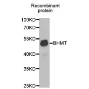 Western blot analysis of extracts of Recombinant protein, using BHMT antibody (abx001128) at 1/1000 dilution.