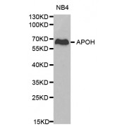 Western blot analysis of extracts of NB4 cells, using APOH antibody (abx001132) at 1/1000 dilution.