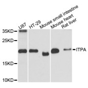 Western blot analysis of extracts of various cell lines, using ITPA antibody (abx001133) at 1:3000 dilution.