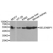 Western blot analysis of extracts of various cell lines, using SELENBP1 antibody (abx001134) at 1/1000 dilution.