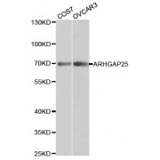 Western blot analysis of extracts of various cell lines, using ARHGAP25 antibody (abx001135) at 1/1000 dilution.