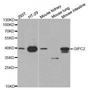 Western blot analysis of extracts of various cell lines, using GIPC2 antibody (abx001137) at 1/1000 dilution.
