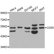 Western blot analysis of extracts of various cell lines, using CD55 antibody (abx001140) at 1/1000 dilution.