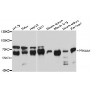Western blot analysis of extracts of various cell lines, using PRKAA1 antibody (abx001141) at 1/1000 dilution.