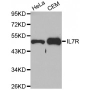 Western blot analysis of extracts of various cell lines, using IL7R antibody (abx001142) at 1/1000 dilution.