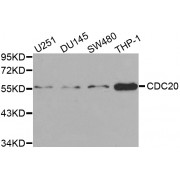 Western blot analysis of extracts of various cell lines, using CDC20 antibody (abx001143) at 1/1000 dilution.