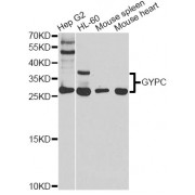 Western blot analysis of extracts of various cell lines, using GYPC antibody (abx001144) at 1/1000 dilution.