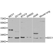 Western blot analysis of extracts of various cell lines, using SDC1 antibody (abx001147) at 1/1000 dilution.