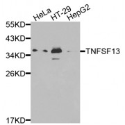 Western blot analysis of extracts of various cell lines, using TNFSF13 antibody (abx001149) at 1/1000 dilution.