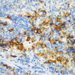 Cluster of Differentiation 3d (CD3D) Antibody