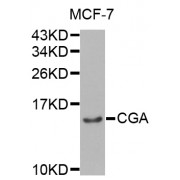 Western blot analysis of extracts of MCF-7 cells, using CGA antibody (abx001151) at 1/1000 dilution.