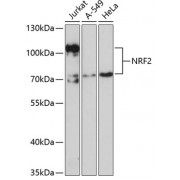 Western blot analysis of extracts of various cell lines, using NFE2L2/NRF2 antibody (abx001156) at 1/1000 dilution.