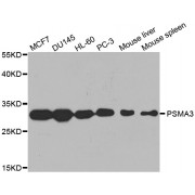 Western blot analysis of extracts of various cell lines, using PSMA3 antibody (abx001157) at 1/1000 dilution.