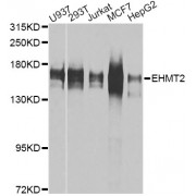 Western blot analysis of extracts of various cell lines, using EHMT2 antibody (abx001159) at 1/1000 dilution.