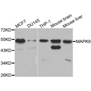 Western blot analysis of extracts of various cell lines, using MAPK9 antibody (abx001162) at 1/1000 dilution.