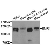 Western blot analysis of extracts of various cell lines, using EMR1 antibody (abx001165) at 1/1000 dilution.