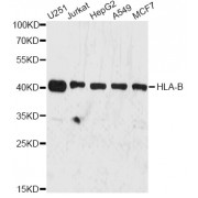 Western blot analysis of extracts of various cell lines, using HLA-B antibody (abx001177) at 1:3000 dilution.