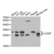 Western blot analysis of extracts of various cell lines, using COMT antibody (abx001179) at 1/1000 dilution.