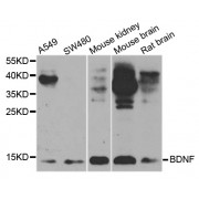 Western blot analysis of extracts of various cell lines, using BDNF antibody (abx001185) at 1/1000 dilution.