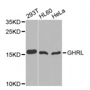 Western blot analysis of extracts of various cell lines, using GHRL antibody (abx001192) at 1/1000 dilution.