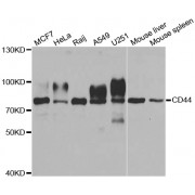 Western blot analysis of extracts of various cell lines, using CD44 antibody (abx001198) at 1/1000 dilution.