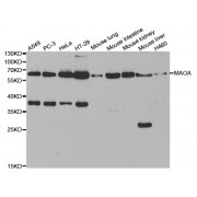 Western blot analysis of extracts of various cell lines, using MAOA antibody (abx001199) at 1/1000 dilution.