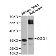 Western blot analysis of extracts of various cell lines, using OGG1 antibody (abx001213) at 1/1000 dilution.