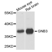 Western blot analysis of extracts of various cell lines, using GNB3 antibody (abx001214) at 1/1000 dilution.