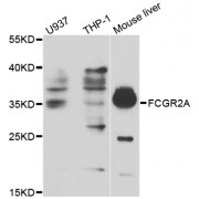 Western blot analysis of extracts of various cell lines, using FCGR2A antibody (abx001215) at 1/1000 dilution.