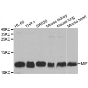 Western blot analysis of extracts of various cell lines, using MIF antibody (abx001217) at 1/1000 dilution.