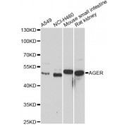Western blot analysis of extracts of various cell lines, using AGER antibody (abx001218) at 1/1000 dilution.