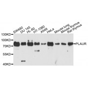 Western blot analysis of extracts of various cell lines, using PLAUR antibody (abx001219) at 1/1000 dilution.