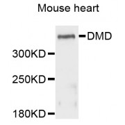 Western blot analysis of extracts of mouse heart, using DMD antibody (abx001224) at 1/1000 dilution.