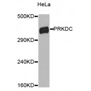 Western blot analysis of extracts of HeLa cells, using PRKDC antibody (abx001229).