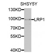 Western blot analysis of extracts of SH-SY5Y cells, using LRP1 antibody (abx001238) at 1/1000 dilution.