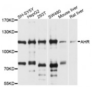 Western blot analysis of extracts of various cell lines, using AHR antibody (abx001244) at 1/1000 dilution.