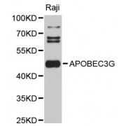 Western blot analysis of extracts of Raji cells, using APOBEC3G antibody (abx001248) at 1:3000 dilution.