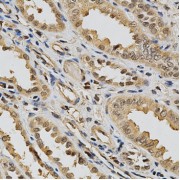 Immunohistochemistry of paraffin-embedded human kidney using LGALS3 Antibody (abx001250) at dilution of 1/200 (40x lens).